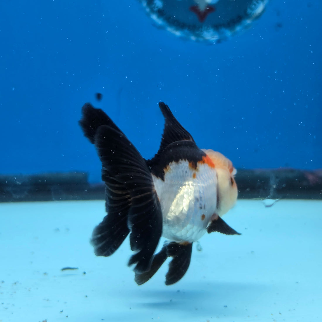 Thai Oranda Tri Color 3 in Body Female (FEB-527)R3A07