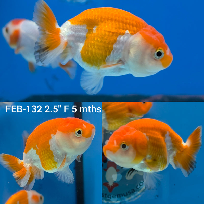 Red & White Ranchu 2” Body Female (FEB-132)R3B09
