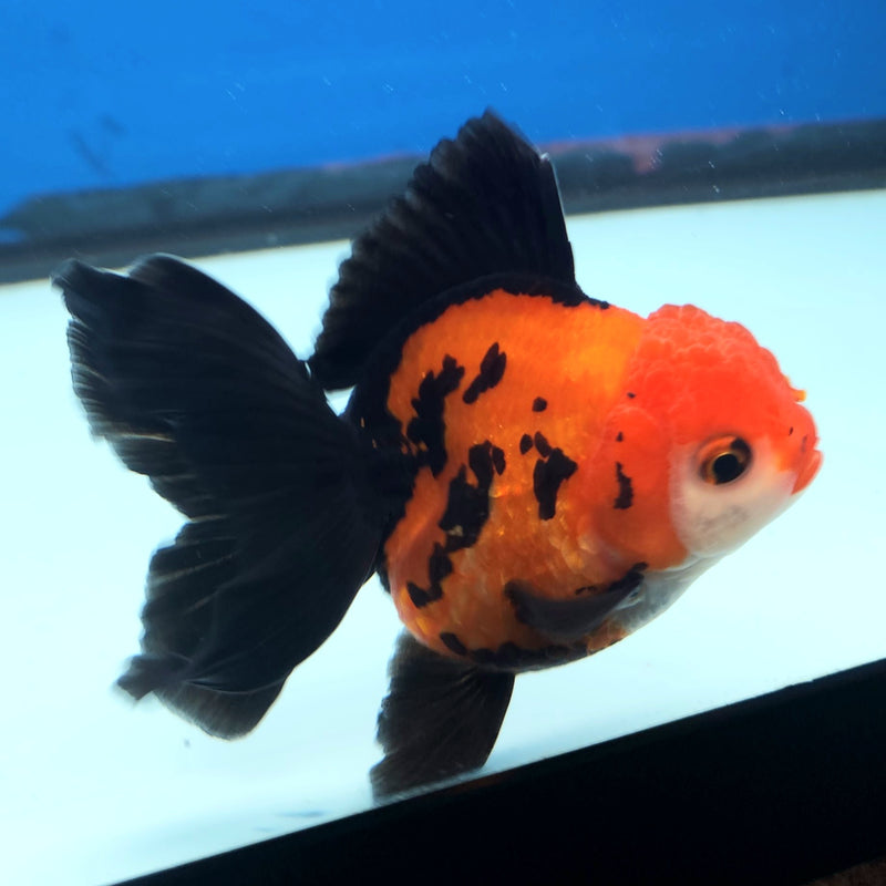 Thai Oranda Apache 3” Female (FEB-253)R3B04