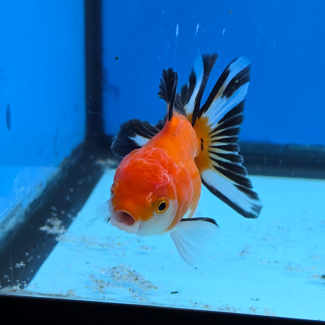 Thai Oranda Tri Color 3 in Body Female (FEB-521)R3A08