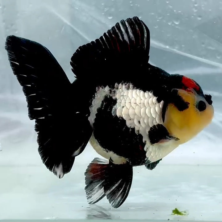 Thai Premium Tri Color Orchid Tail Oranda 4.00 inch Body (QGF-JO1147)BLUETUB1