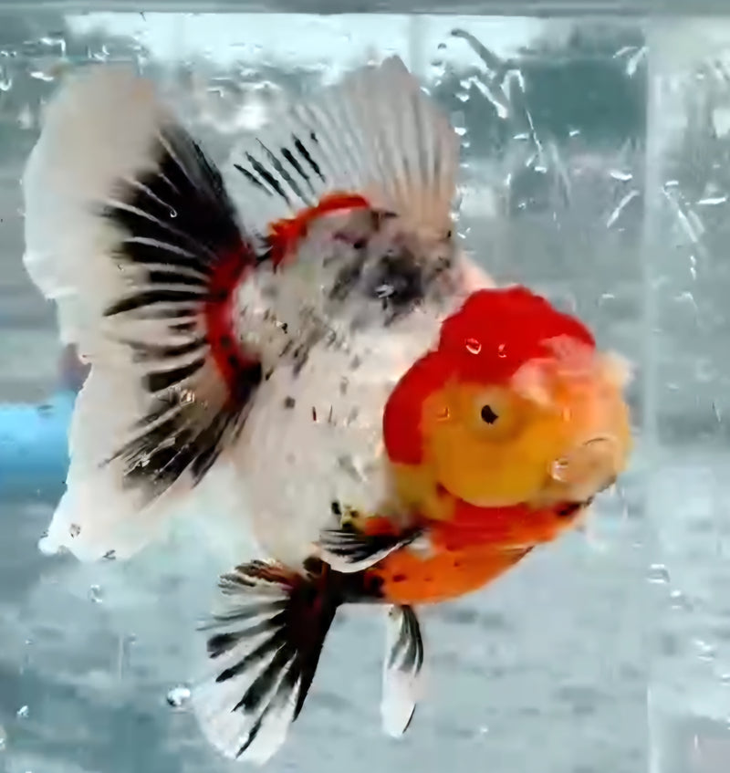 Thai Jumbo Lemon Head Tri-Color Oranda Yuanbao 4.50 inch Body (QGF-JO1208)Showtank