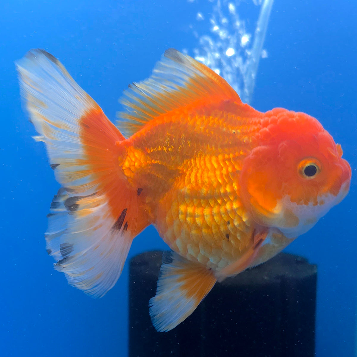 Thai Oranda Red Apache  3.80" Body Female (FEB-803)R1B04