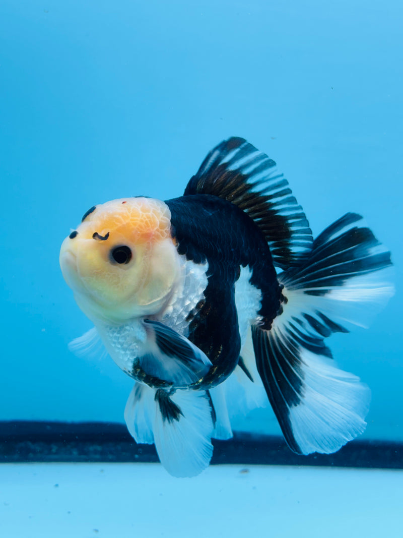 Thai Panda Orchid Tail Oranda 3.50 inch Body (KP-211)R1A11