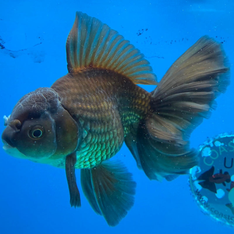 Thai Oranda Super Black 3.5" Male(FEB-426)R2B01