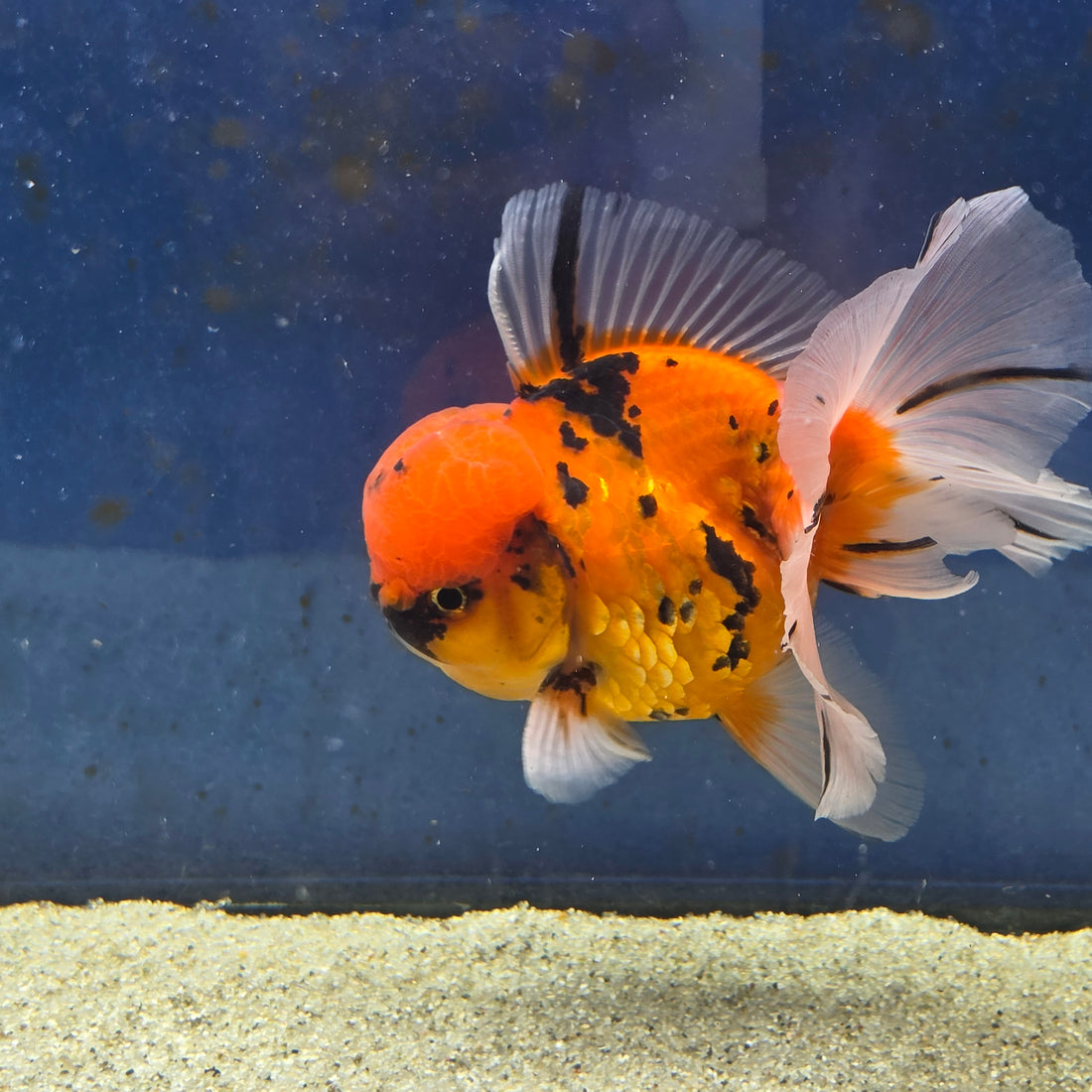 Thai Oranda Tiger Sakura 4.00" Body Male (FEB-734)SHOWTANKB