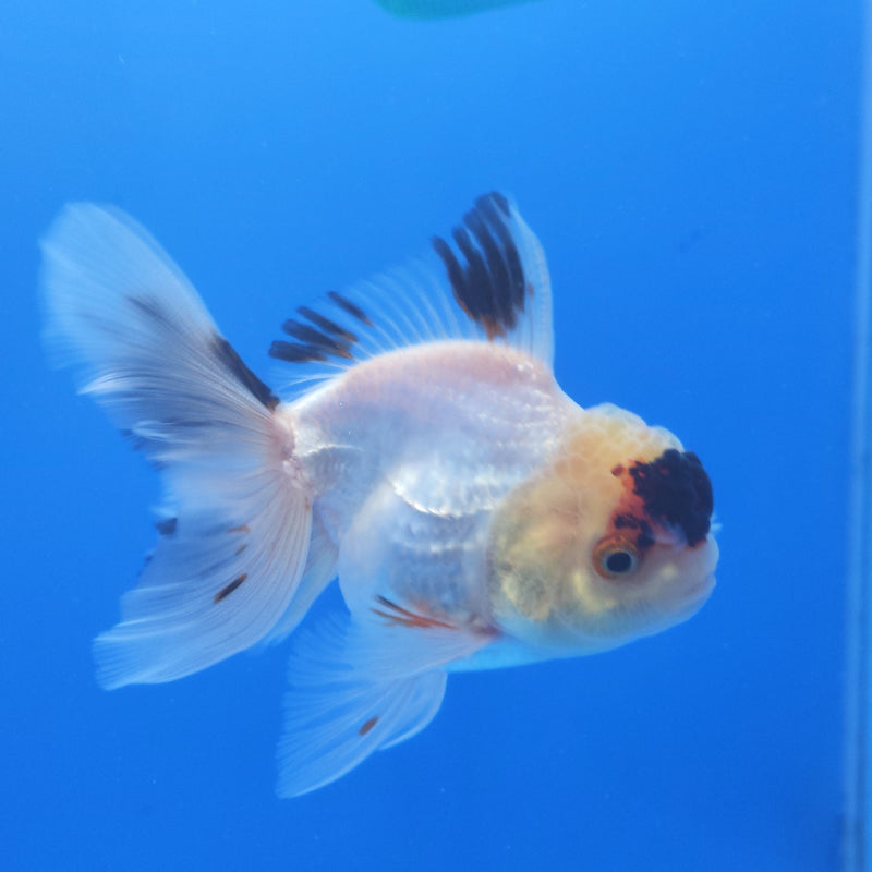 Thai Oranda Black Tancho Panda 2.5” Female (FEB-363)R3B20