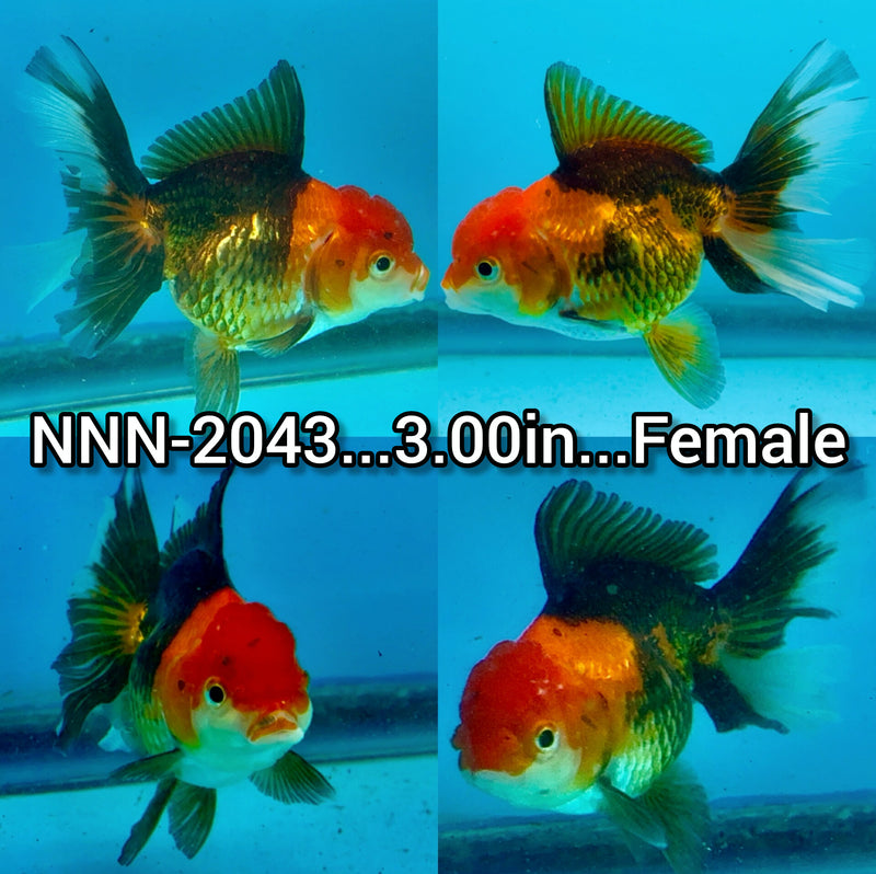 Thai Apache Giant Breed Oranda 3.00 inch Body Female (NNN-2043)R1B12