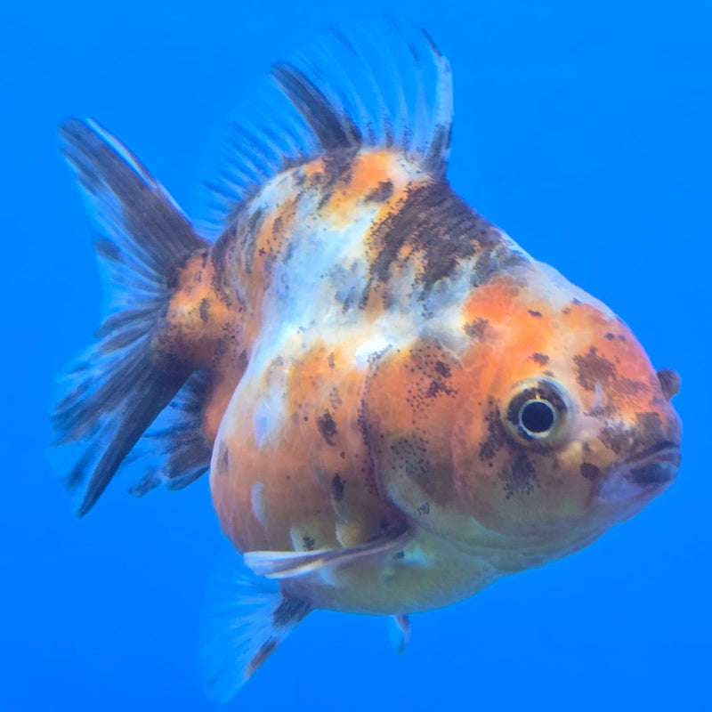Thai Shogun Calico Oranda 2.5" Body Male A+ Grade(CK-604)R3A01