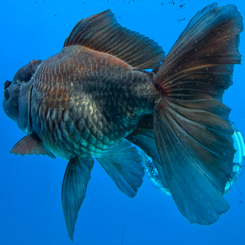 Thai Oranda Black Copper 4in Female (FEB-424)R2A01