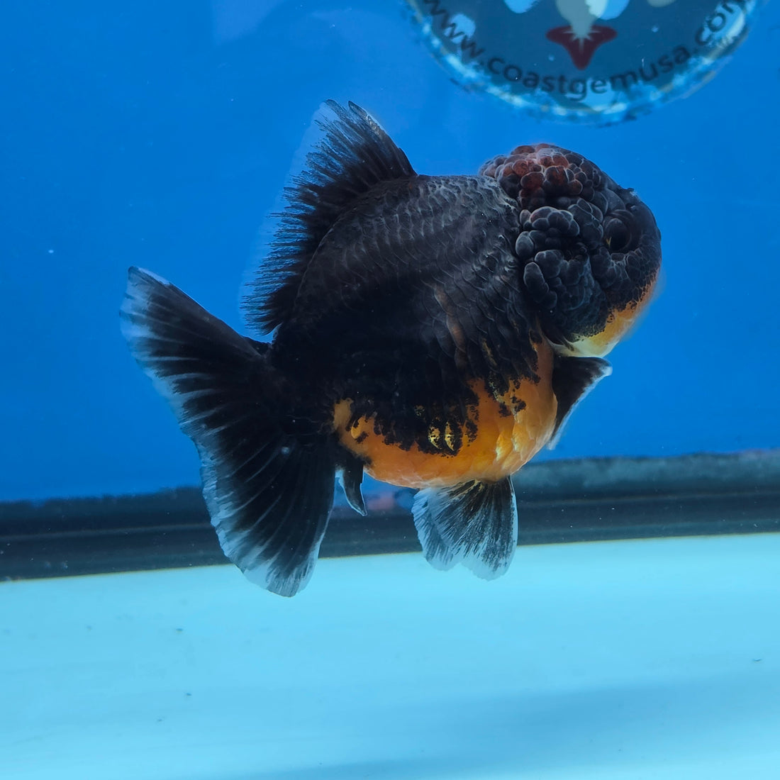 Thai Oranda Red Kirin Shogun Farm 3.5" Body Female 8mths(FEB-556)R3A02