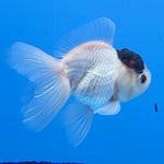 Thai Oranda Black Cap Panda 2in Female (FEB-552)R3B17