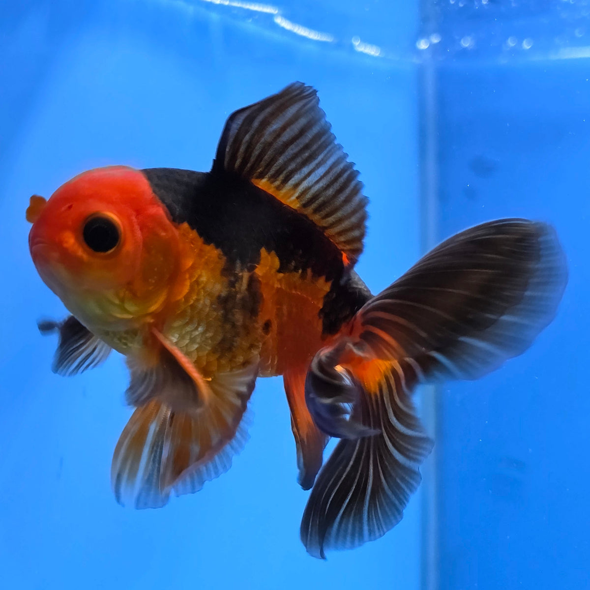 Thai Oranda Apache 2.50" Body male (FEB-748)R2B01