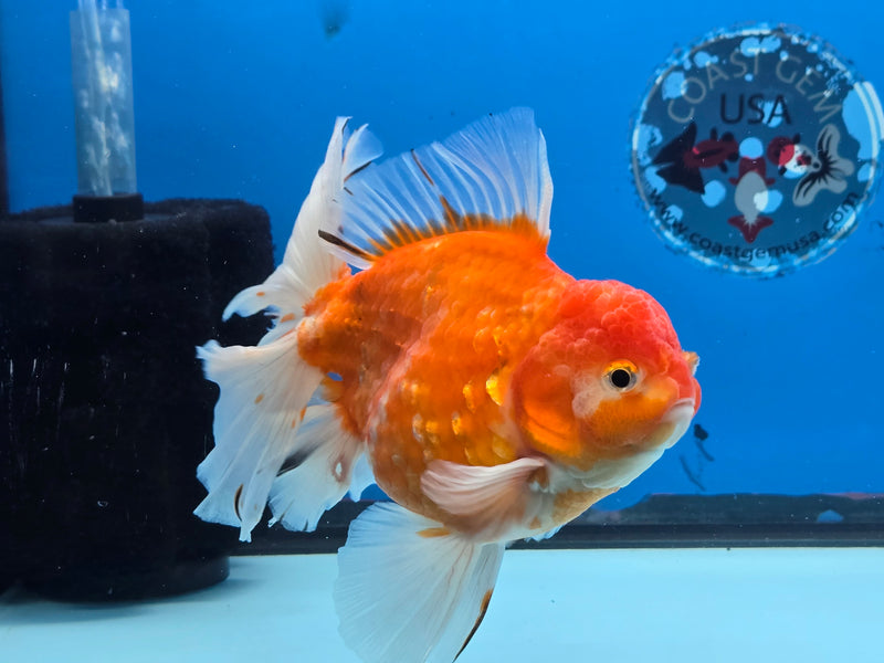 Thai Premium Jumbo Sakura Calico Orchid Tail 4.50 inch Body Oranda Male (QGF-JO1040)