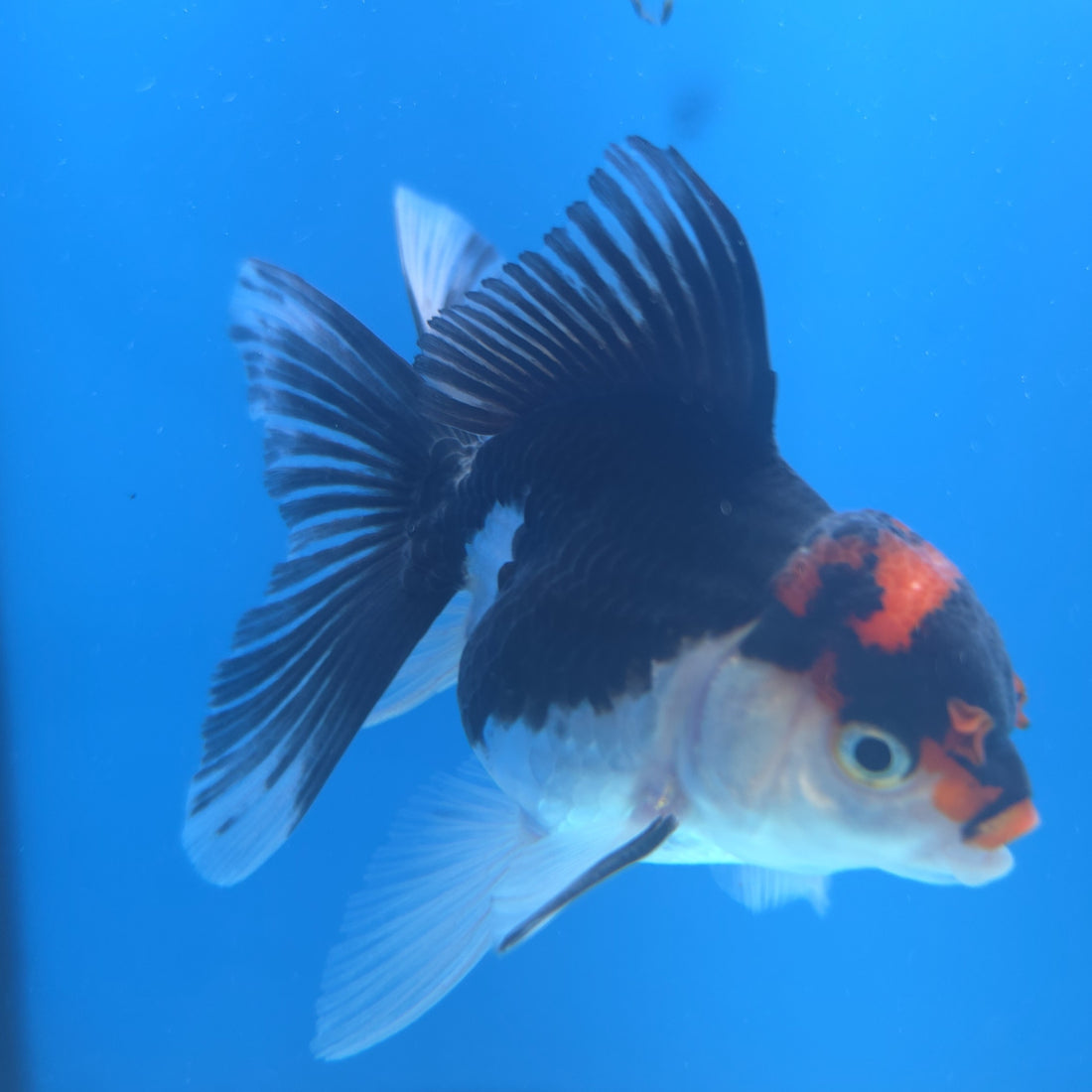 Thai Oranda Red Cap Panda 2.5” Female(FEB-662)R3B04
