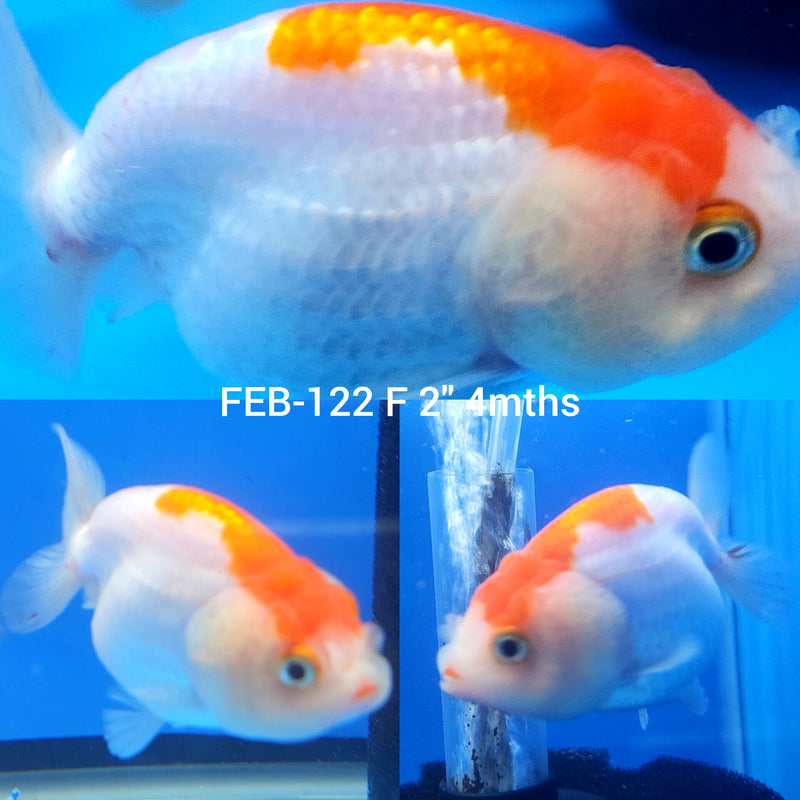 Red & White Ranchu 2” Body Female (FEB-123)R3B12