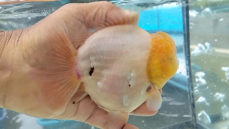 Thai Jumbo Lemon Head Matte Calico Orchid Tail Oranda by NK THAILAND 5.00 inch Body (NKT-JO2030)