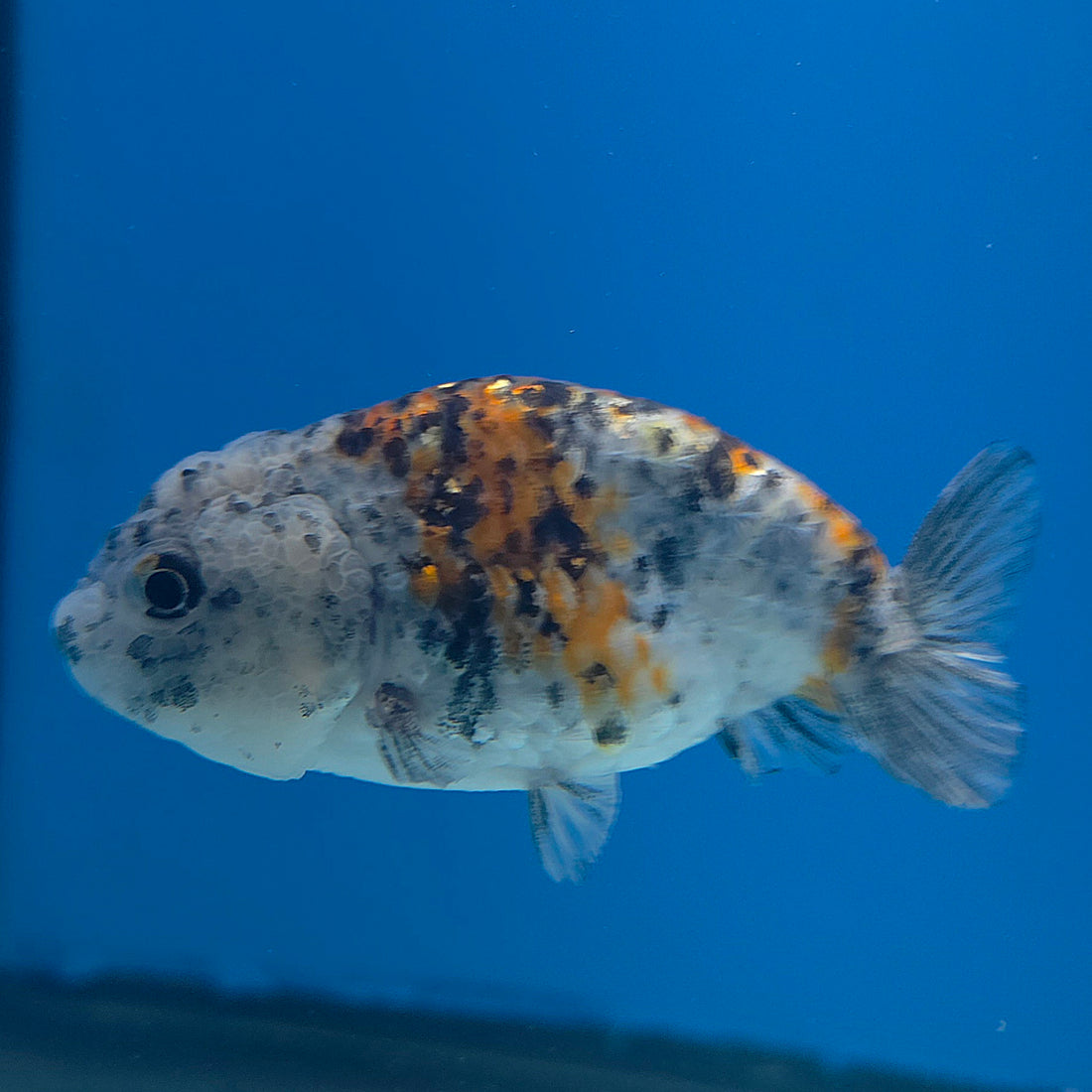 Thai Ranchu Gold/Granite Calico 2.5in Female (FEB-704)R3B18