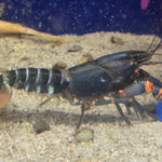 Black Kong Zebra Crayfish (Cherax sp)