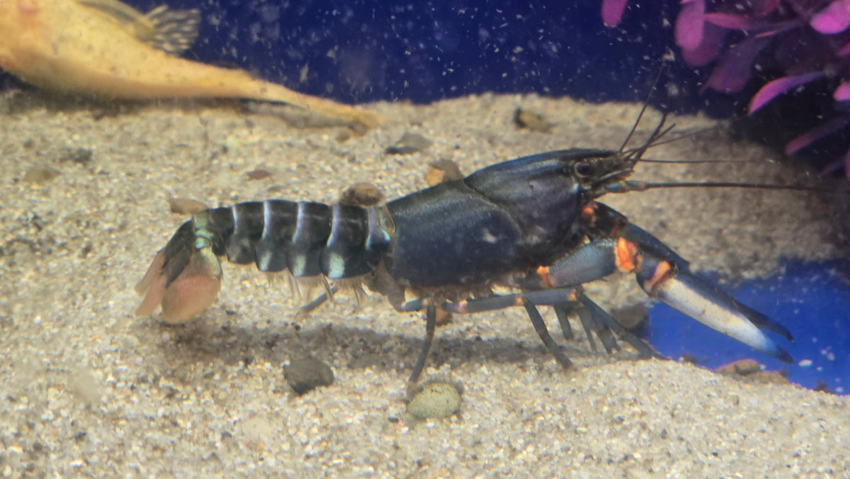 Black Kong Zebra Crayfish (Cherax sp)