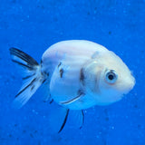 Thai Ranchu White Tiger 2.00" Body Female (FEB-870)R2B02