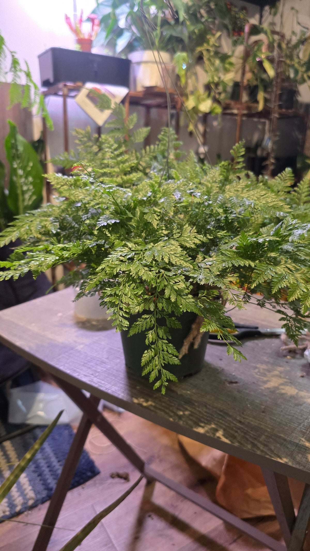 6 inch Pot - Davallia fejeensis 'Major' Fern hanging pot - Live Plant [#014]