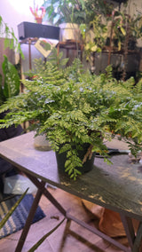 6 inch Pot - Davallia fejeensis 'Major' Fern hanging pot - Live Plant [#014]