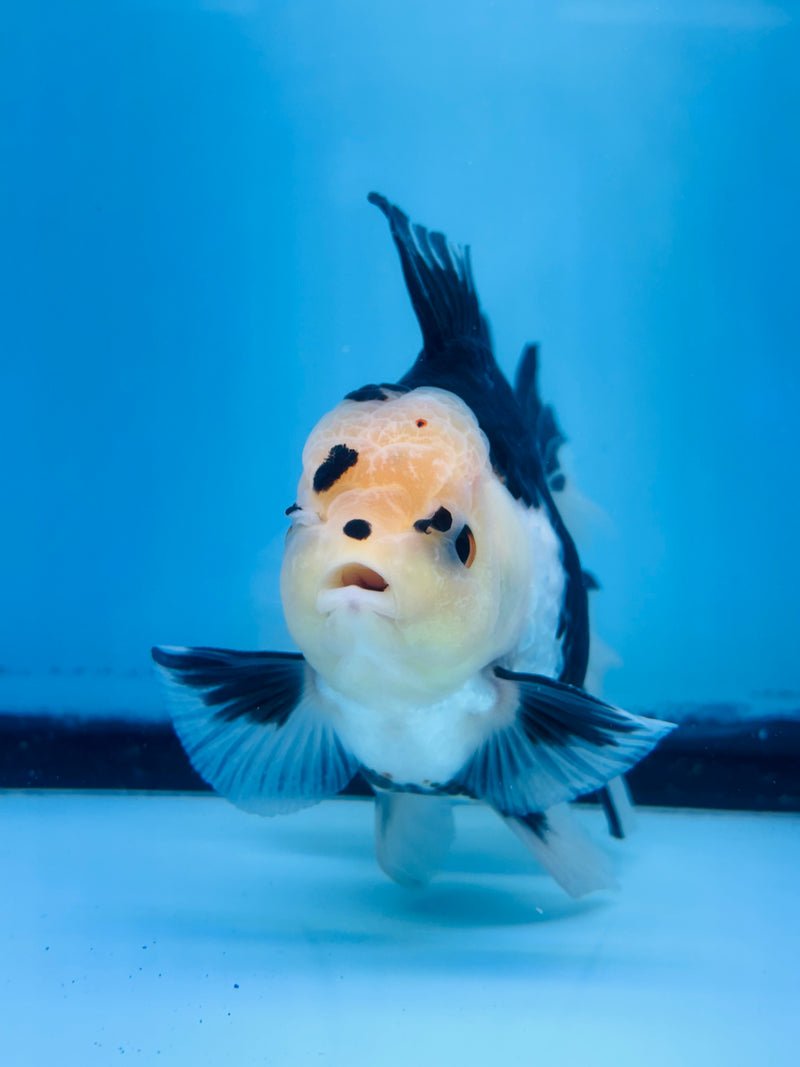 Thai Panda Orchid Tail Oranda 3.50 inch Body (KP-211)R1A11