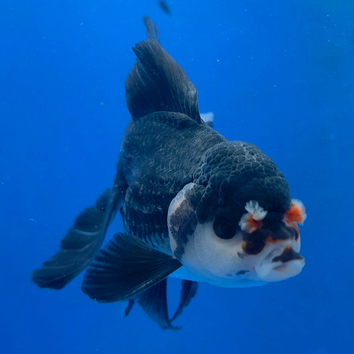 Thai Oranda Panda 3.0" Body Male (FEB-860)