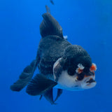 Thai Oranda Panda 3.0" Body Male (FEB-860)