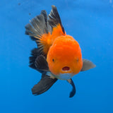 Thai Oranda Apache 3.5" Body Female (FEB-767)R2B07