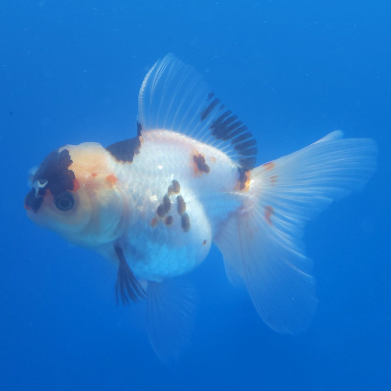 Thai Oranda Black Tancho Panda 2.5” Female (FEB-362)R3B20