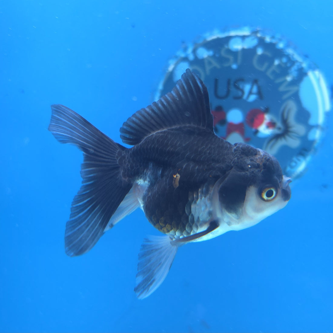 Thai Oranda Panda 2.5” Female(FEB-649)R3B05