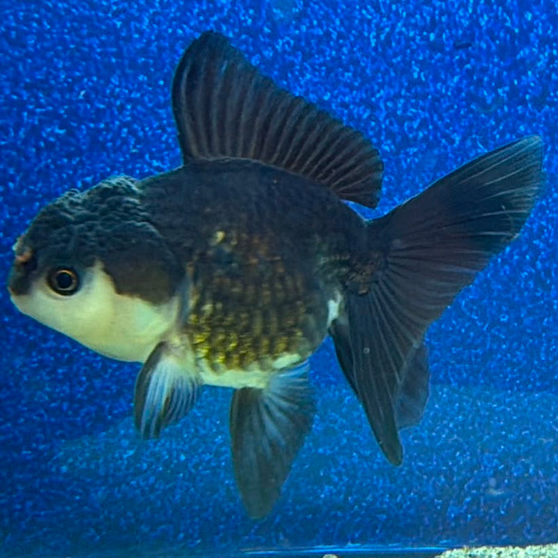 Thai Oranda Panda 2.5in Female (FEB-473)R3A13