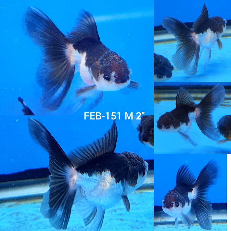 Thai Oranda Panda 2” Body Male(FEB-151)R3A10