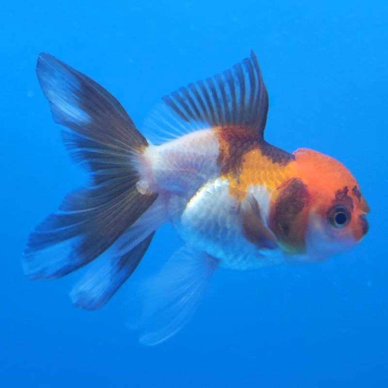 Thai Oranda Tri-Color 2.5in Female (FEB-201)R3B07