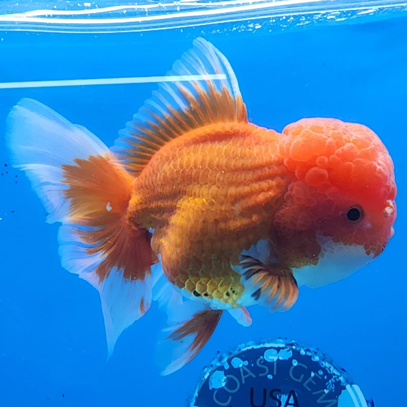 Thai Oranda Red/White 4” Body Female(CK-1438)BLUETUB2