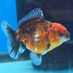 Thai Oranda Tiger Shogun Farm 2.8" Body Male 6mths(FEB-585)R3B02