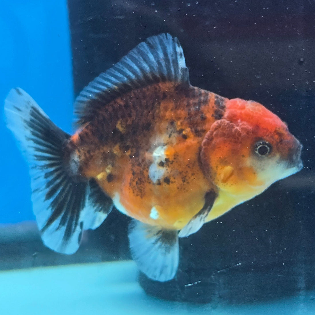Thai Oranda Tiger Shogun Farm 2.8" Body Male 6mths(FEB-585)R3B02