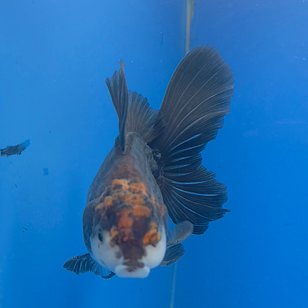 Thai Oranda Red Cap Apache 3.00" Body Male (FEB-796)R1B03