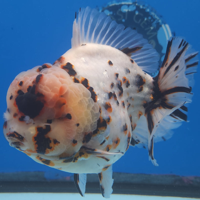 Thai Jumbo White Tiger Orchid Tail Oranda by NK THAILAND 5.00 inch Body (NKT-FEB-368)