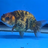 Thai Ranch Tiger 2.50" Body Female (FEB-777)R3B23