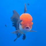 Thai Oranda Apache 3.00" Body Male (FEB-758)R2B07