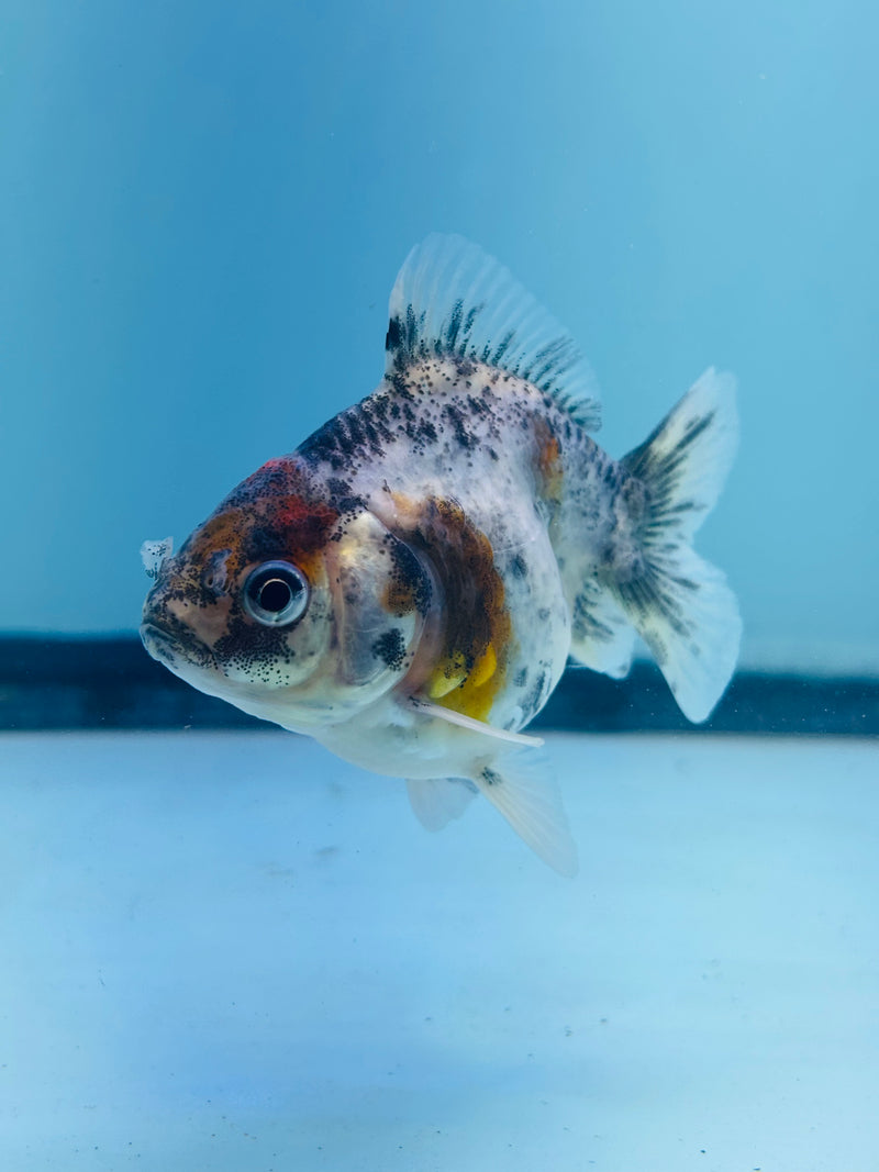 Thai Giant Breed Calico Yuanbao Oranda 2.25 inch Body (KP-224)R4C01