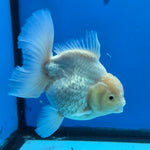 Thai Oranda White Platinum 4.5 in Body Female (FEB-520)R3A08