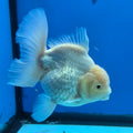 Thai Oranda White Platinum 4.5 in Body Female (FEB-520)R3A08