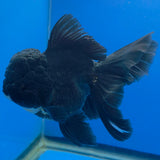 Thai Oranda Super Black 3.5" Body Female (FEB-852)R2A06