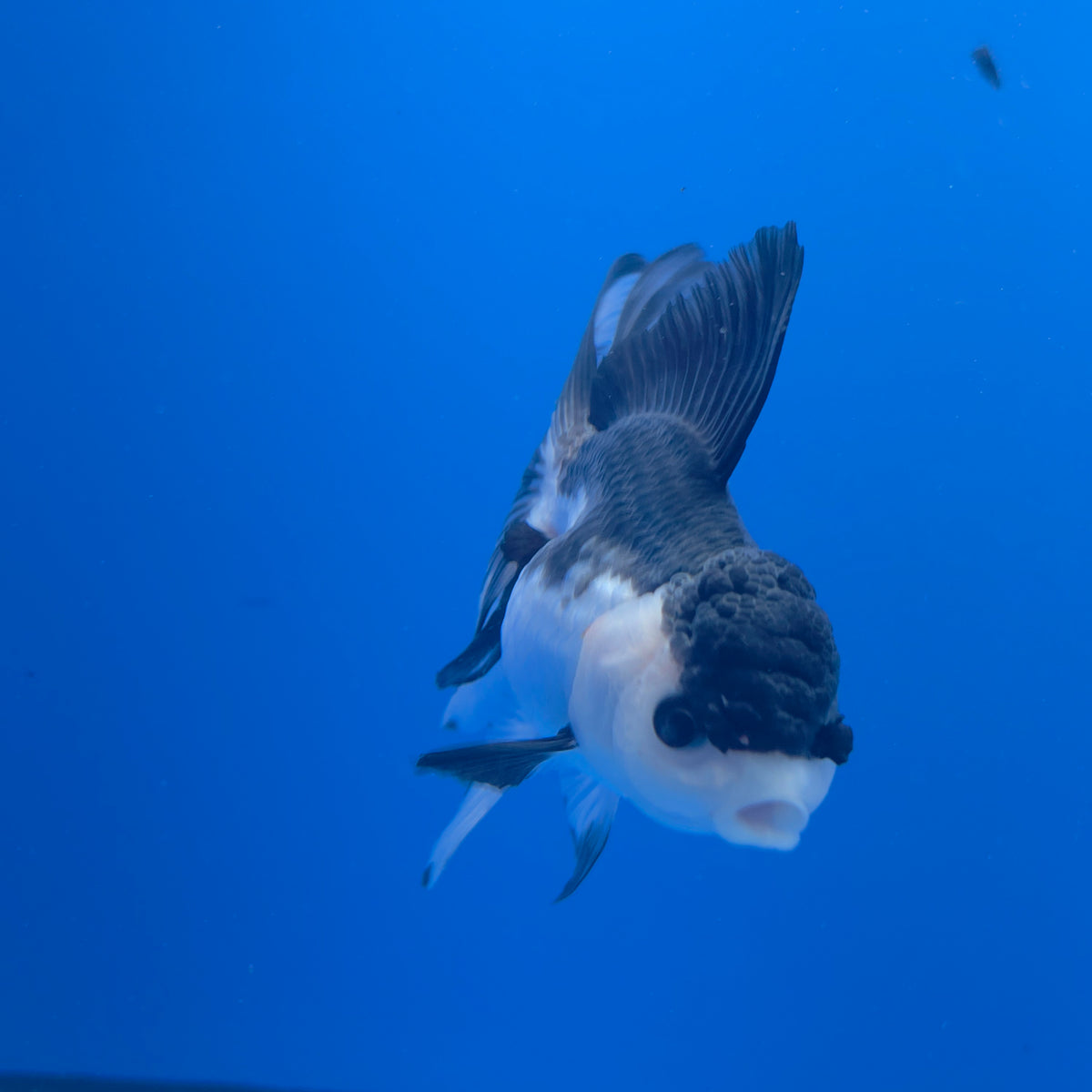 Thai Oranda Panda 3.00" Body Female (FEB-759)R2B07