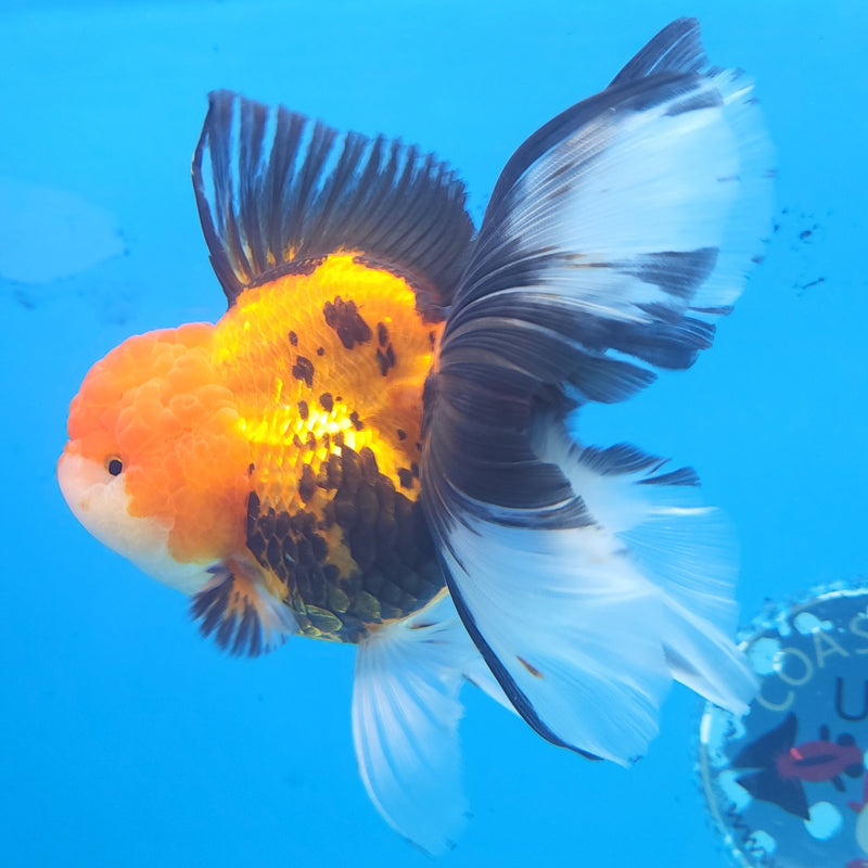 Thai Oranda Apache JUMBO  4.5” Body Female(FEB-379)R2B11