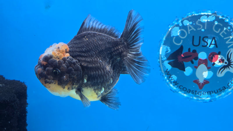 Thai Kirin Calico Yuanbao Oranda 3.00 inch Body Female (NNN-2064)R1A01